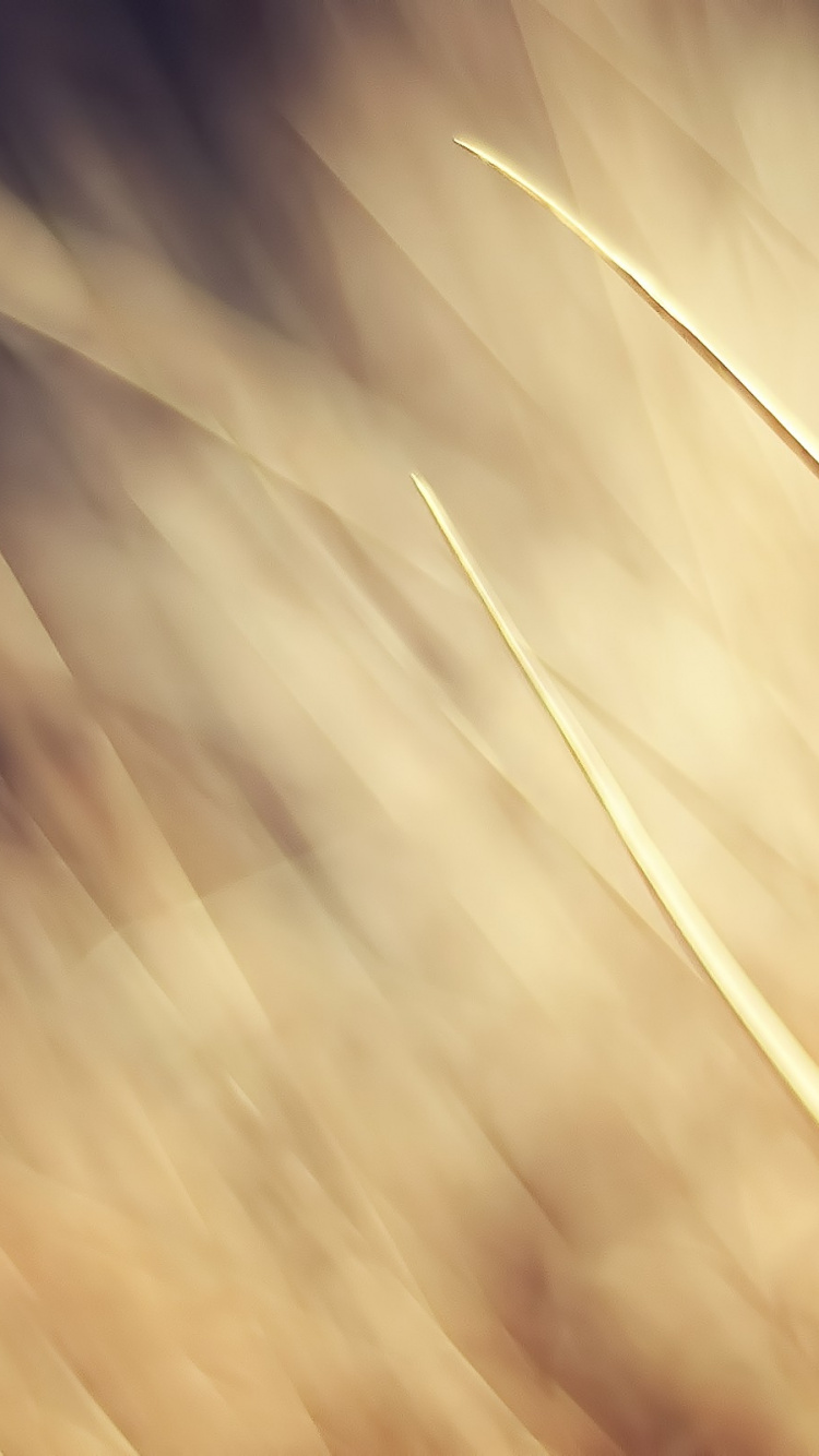 Обои цвет беж, семейство травы, солнечный свет, свет, макросъемка в разрешении 750x1334