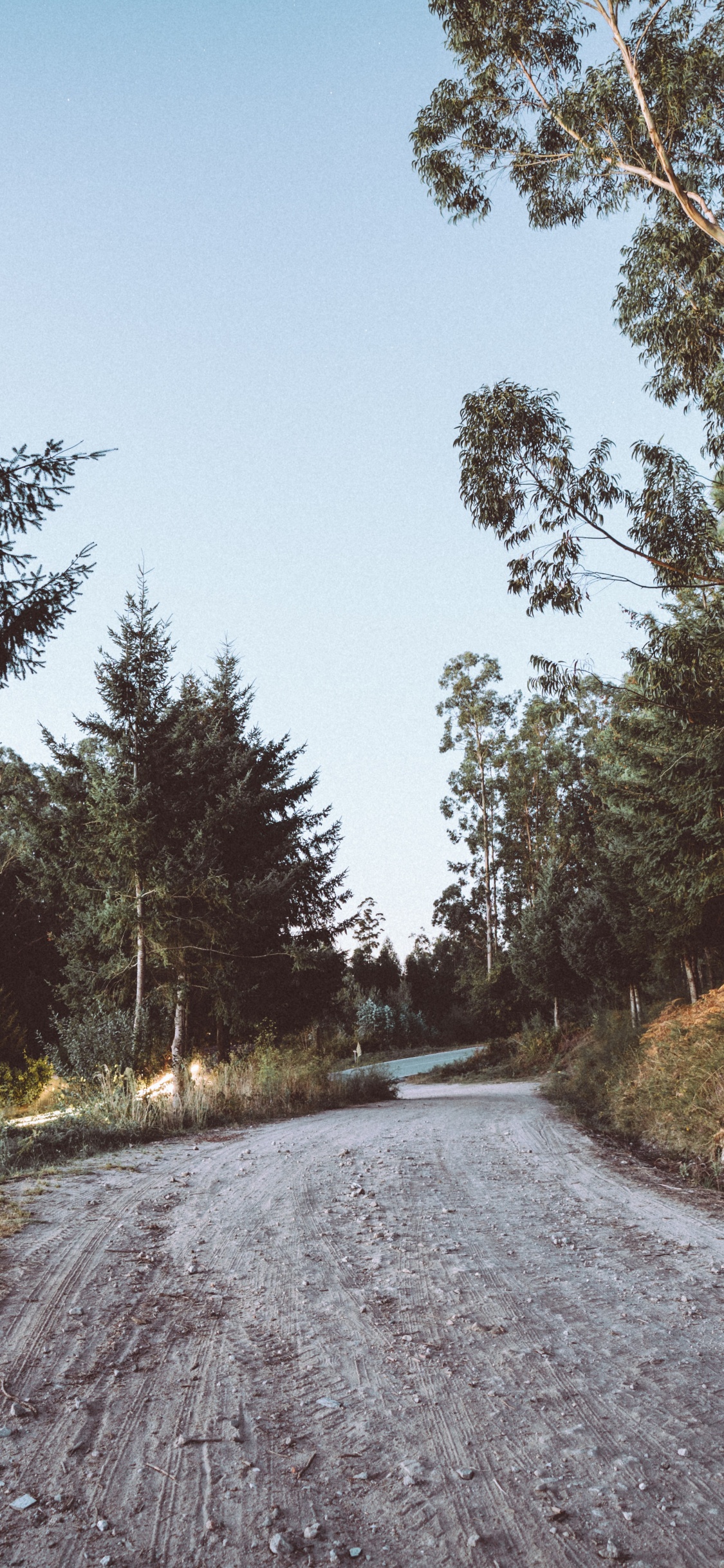 Обои дорога, дерево, переулок, асфальт, природный ландшафт в разрешении 1125x2436