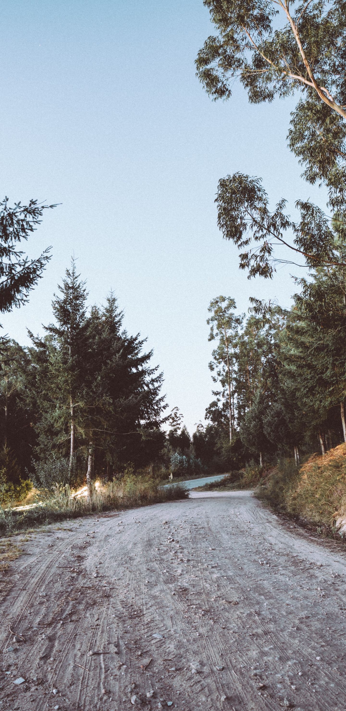 Обои дорога, дерево, переулок, асфальт, природный ландшафт в разрешении 1440x2960