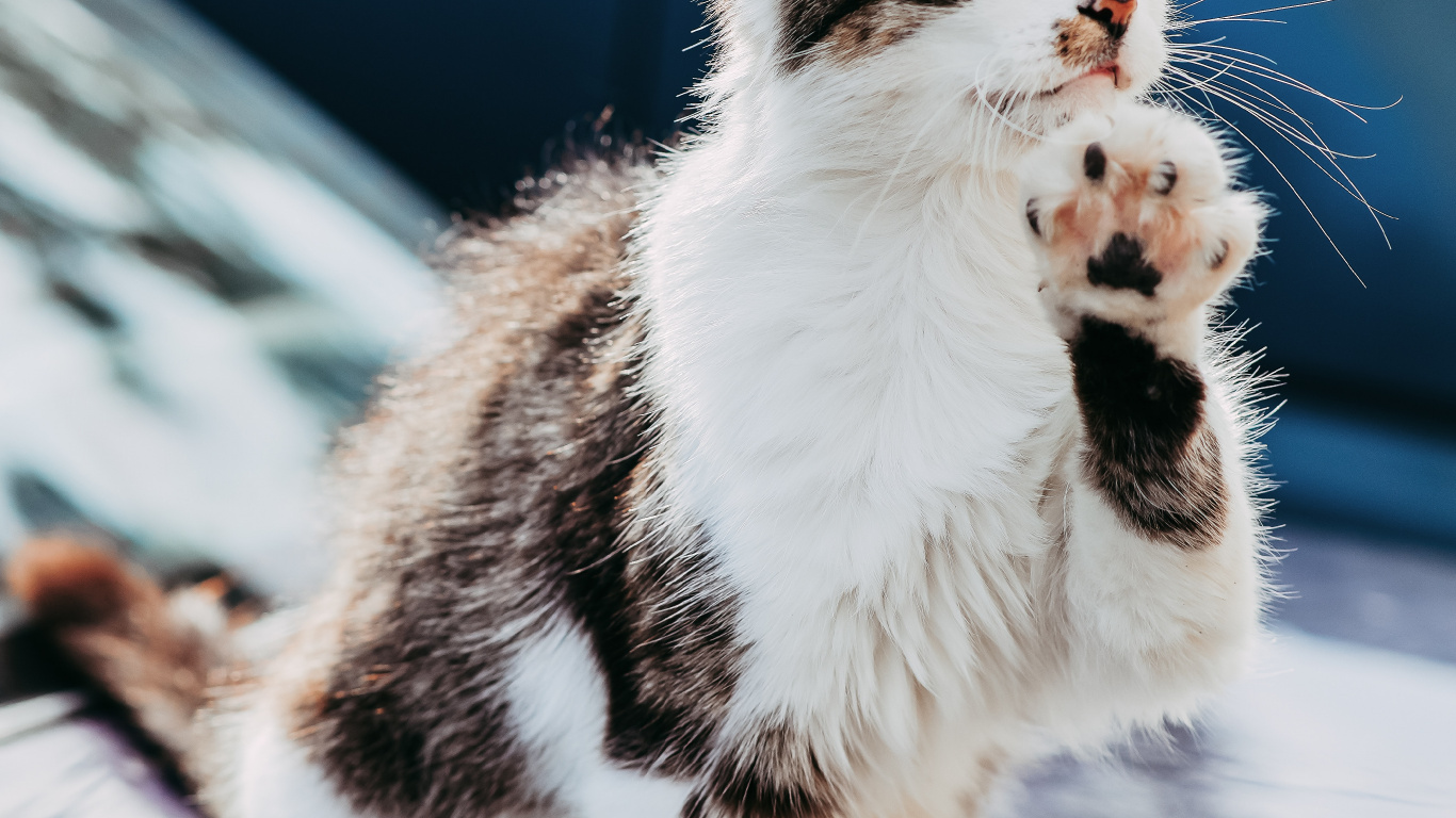 Обои снимок, кошки малого и среднего размера, хищник, бакенбарды, эгейская кошка в разрешении 1366x768