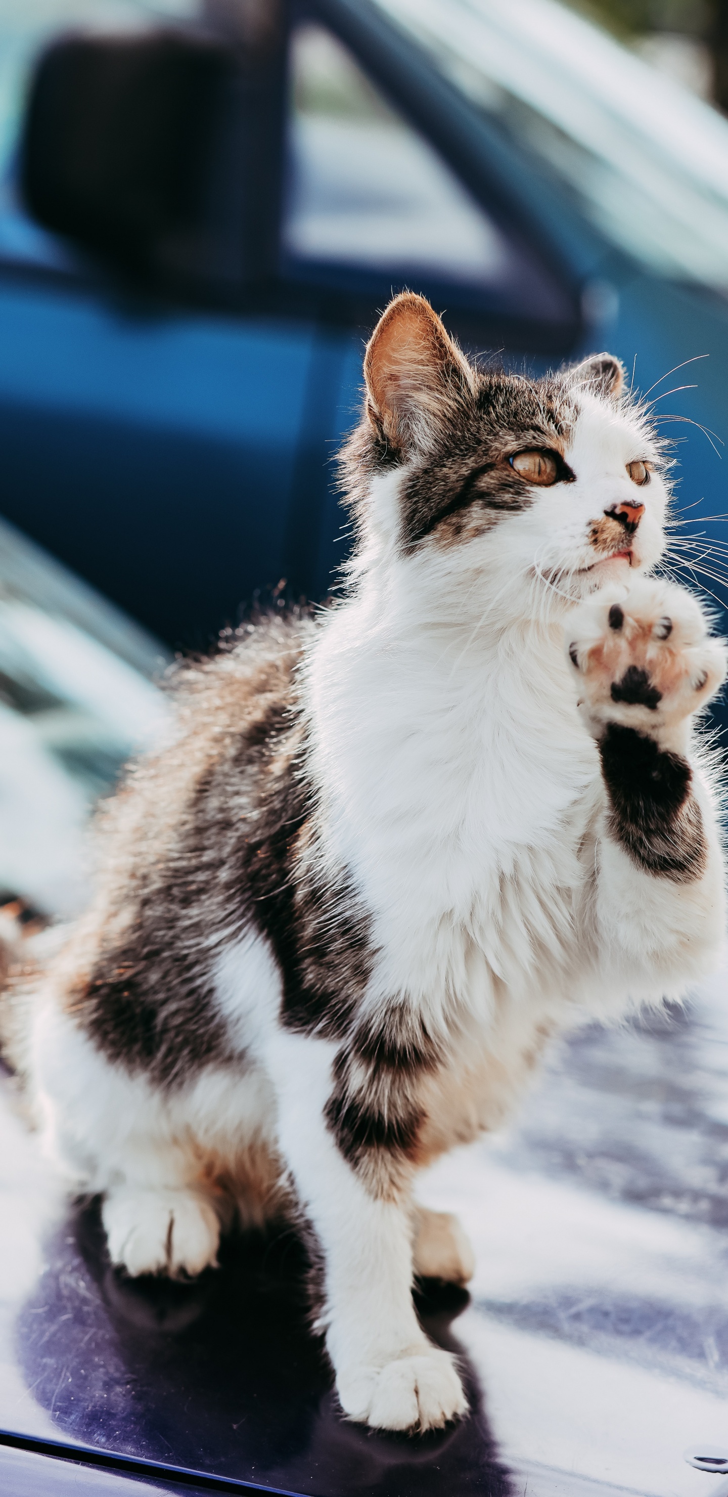 Обои снимок, кошки малого и среднего размера, хищник, бакенбарды, эгейская кошка в разрешении 1440x2960