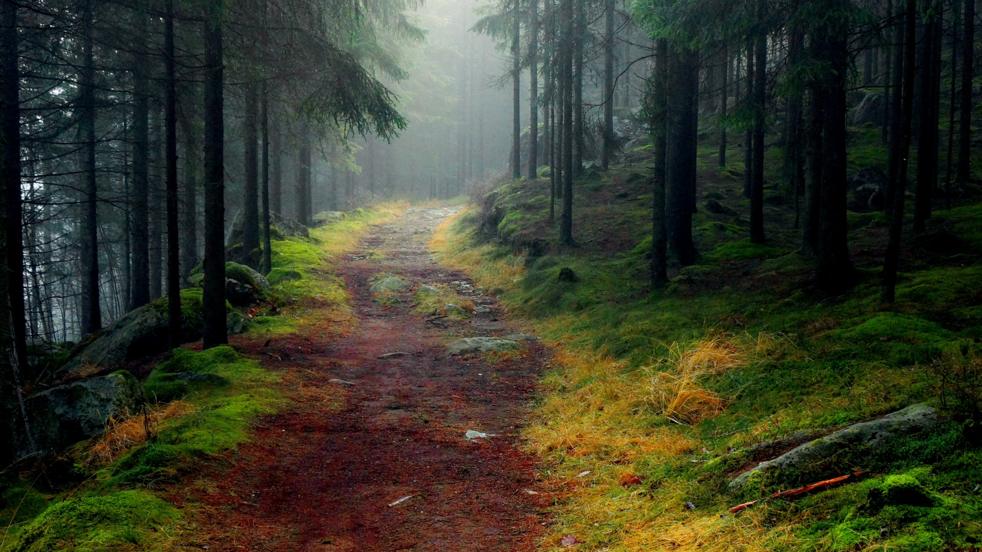 Обои природа, лес, лесистая местность, религиозный текст, экосистема в разрешении 1920x1080