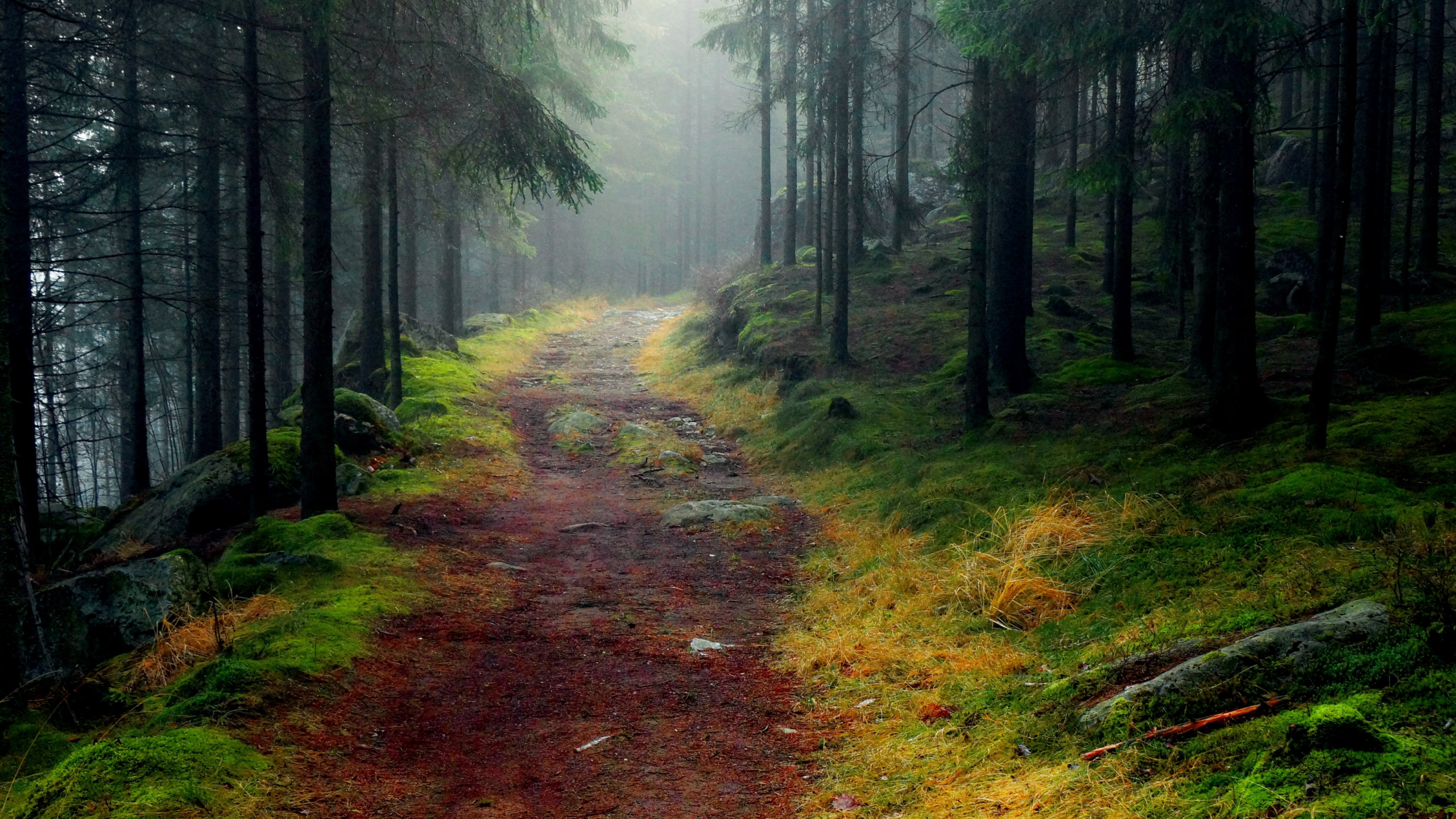 Обои природа, лес, лесистая местность, религиозный текст, экосистема в разрешении 2560x1440