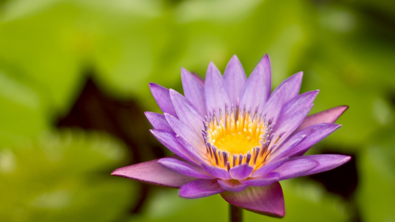 Обои лепесток, водное растение, растение, пурпур, Лотос орехоносный в разрешении 1366x768