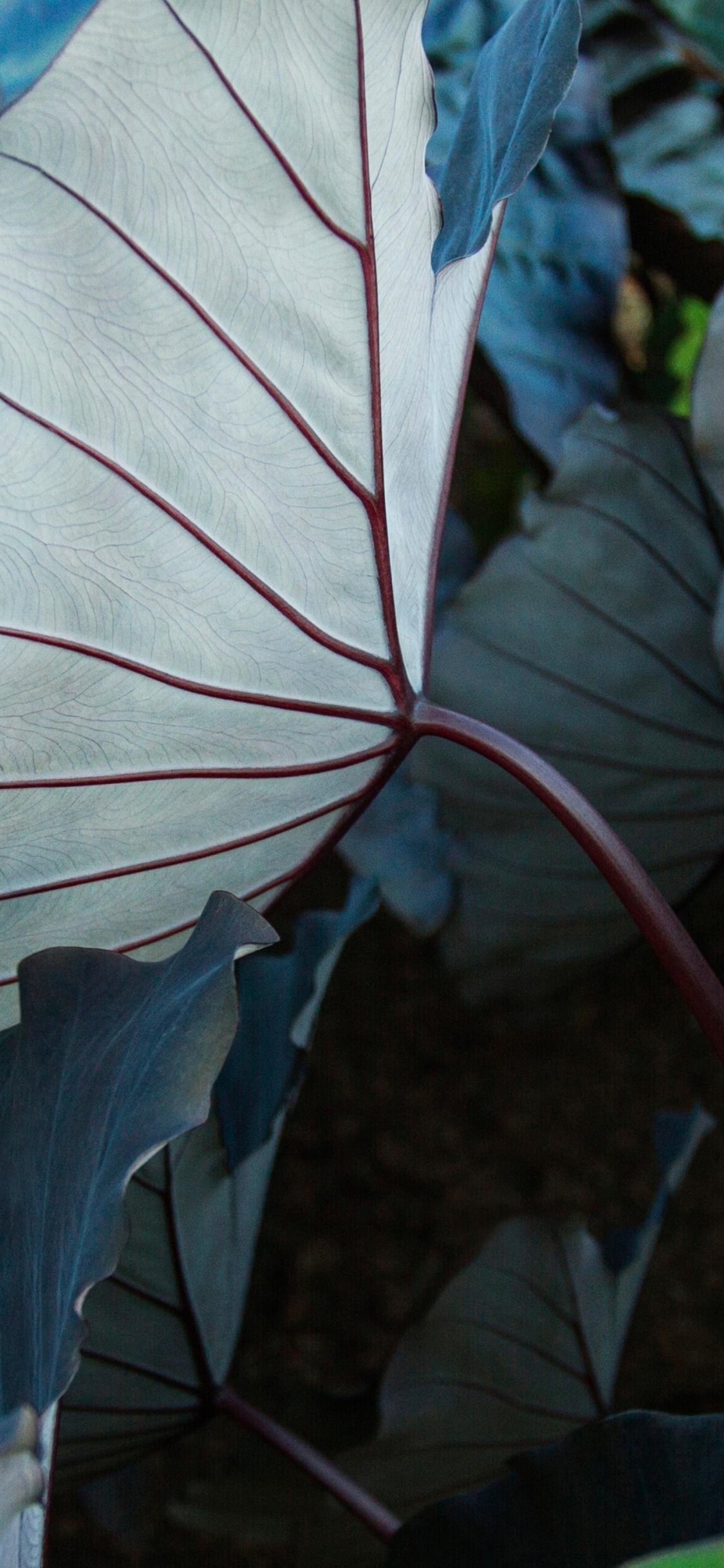 Обои растение, ботаники, наземное растение, лепесток, листовой овощ в разрешении 1125x2436