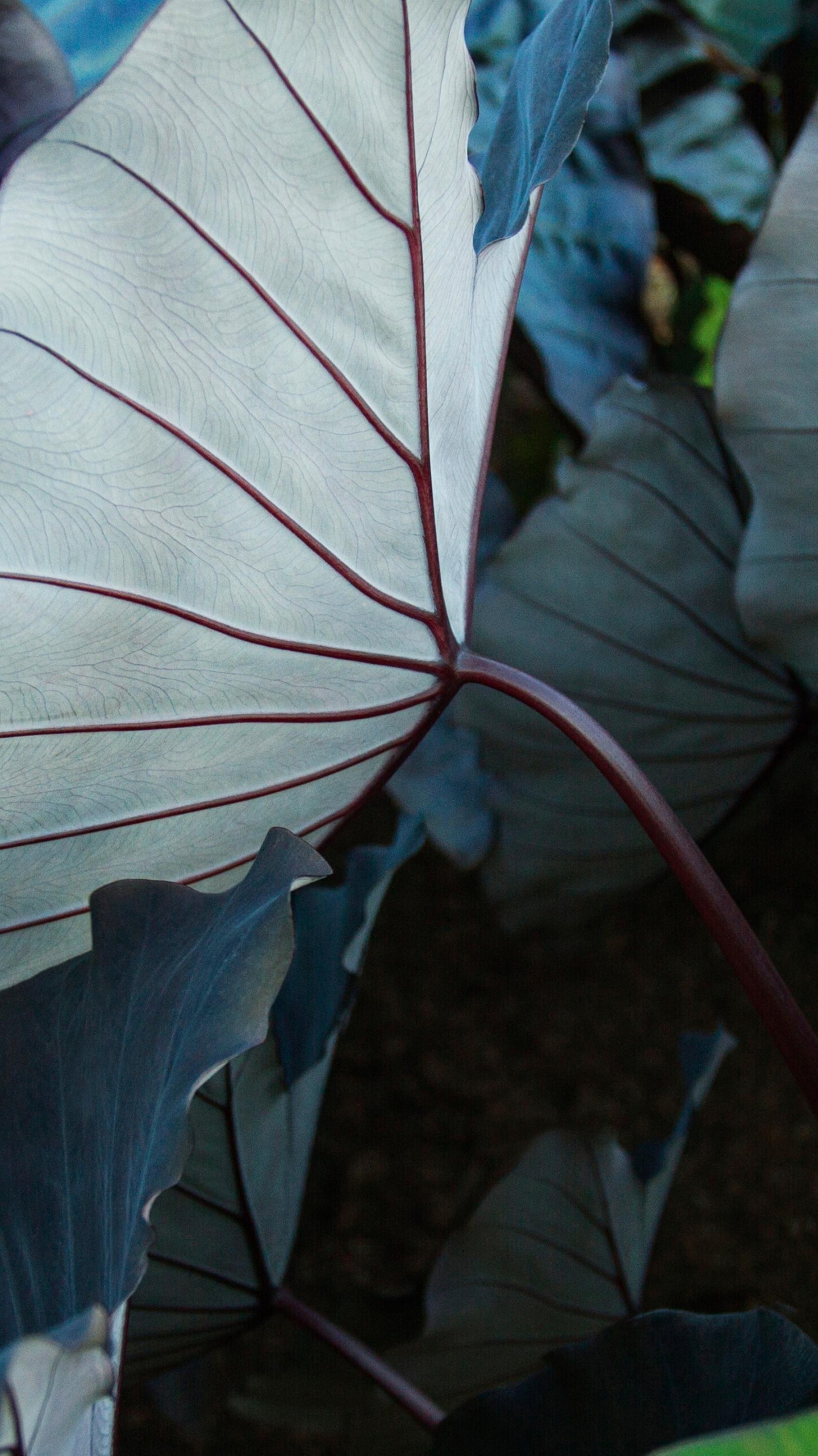 Обои растение, ботаники, наземное растение, лепесток, листовой овощ в разрешении 1440x2560