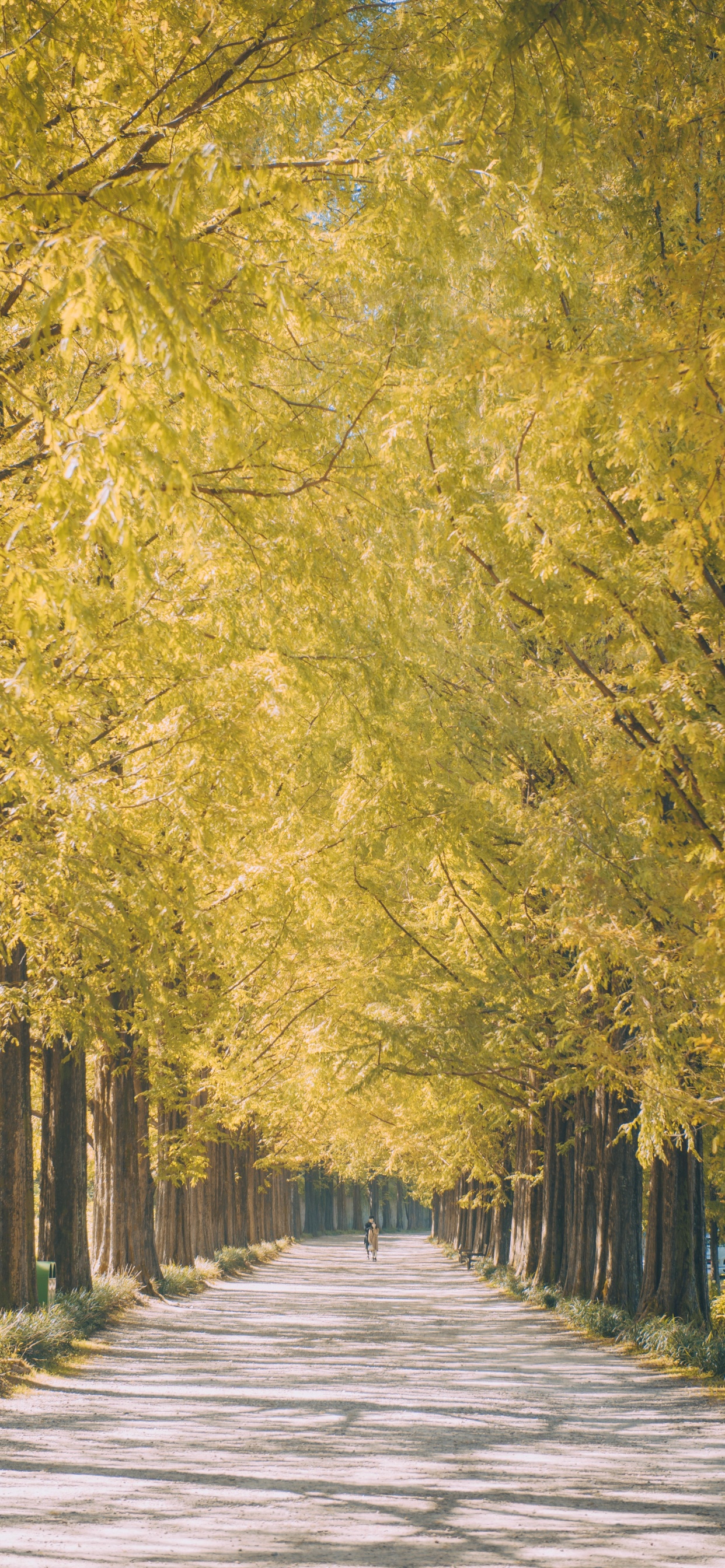 Обои дерево, природа, природный ландшафт, древесные растения, желтый в разрешении 1242x2688