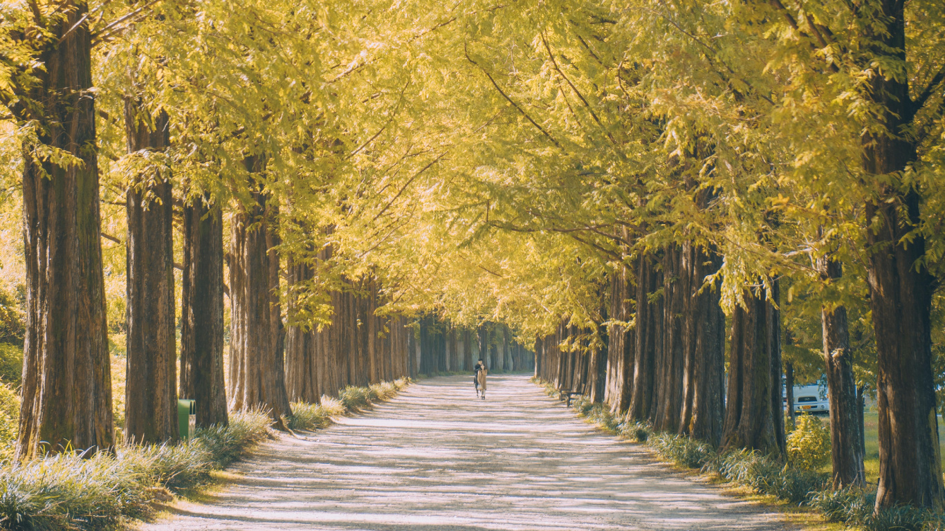 Обои дерево, природа, природный ландшафт, древесные растения, желтый в разрешении 1366x768