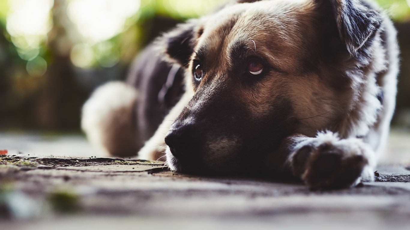 Обои морда, собака породы, щенок, уличные собаки, пес в разрешении 1366x768