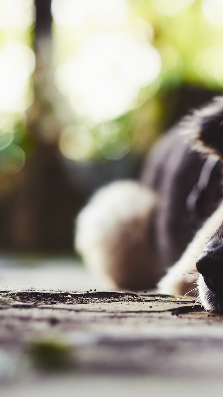 Обои морда, собака породы, щенок, уличные собаки, пес в разрешении 720x1280