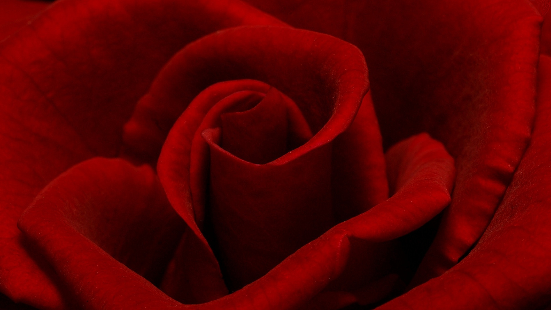 Обои Роза, флорибунда, красный цвет, лепесток, семья Роуз в разрешении 1920x1080