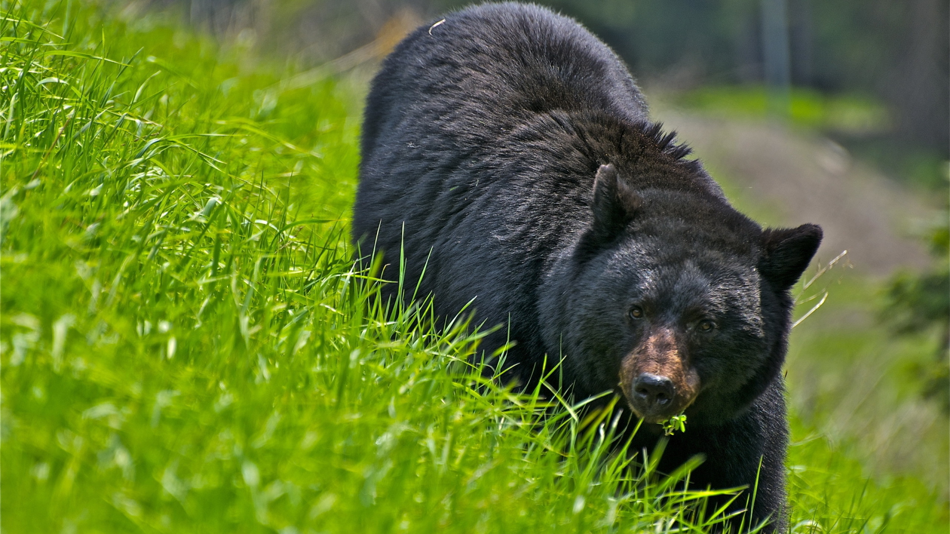 Обои американский черный медведь, наземные животные, Гризли, живая природа, бурый медведь в разрешении 1920x1080