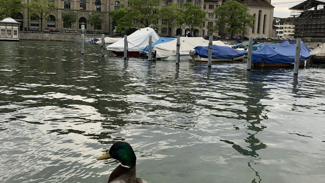 Обои мошенник, Дикая утка, Гусь, туризм, водоем в разрешении 1280x720