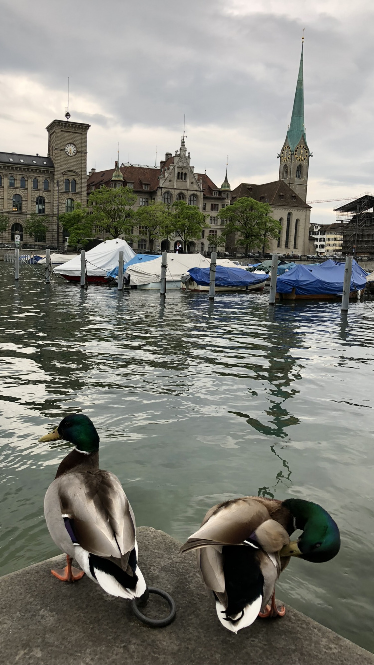 Обои мошенник, Дикая утка, Гусь, туризм, водоем в разрешении 750x1334