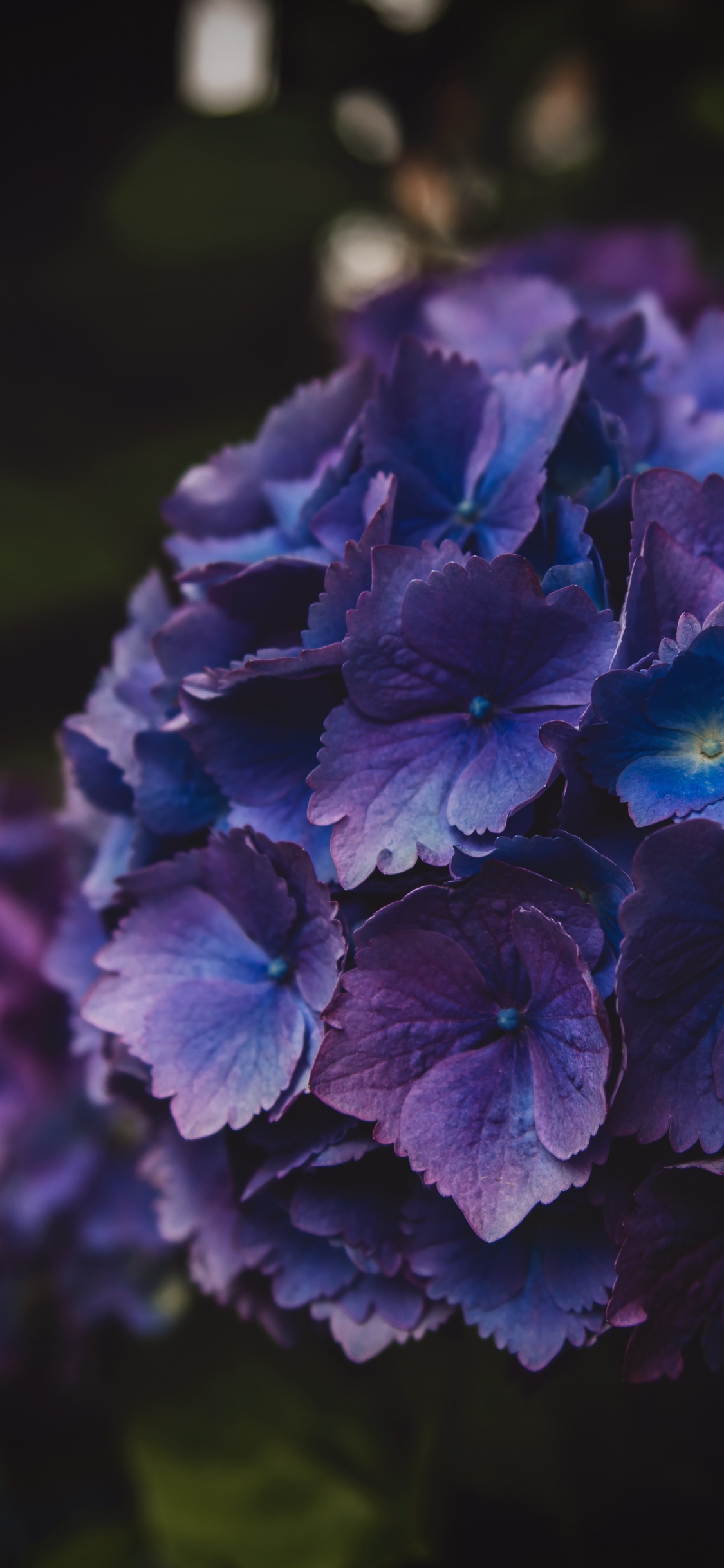 Обои Гортензия, травянистое растение, синий, полевой цветок, hydrangeaceae в разрешении 1125x2436