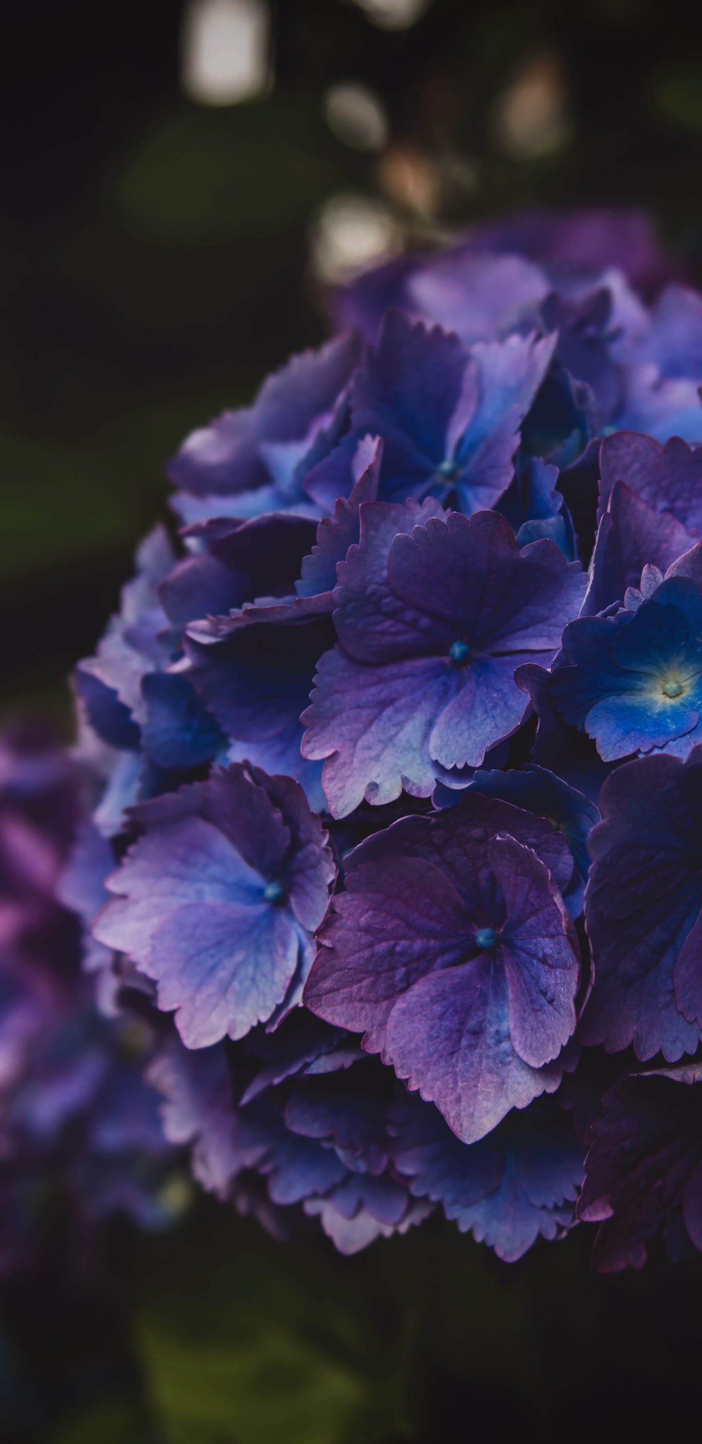 Обои Гортензия, травянистое растение, синий, полевой цветок, hydrangeaceae в разрешении 1440x2960