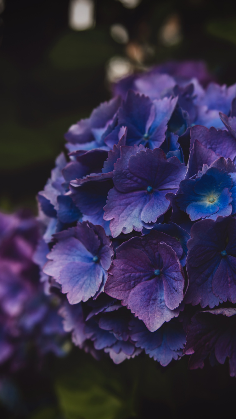 Обои Гортензия, травянистое растение, синий, полевой цветок, hydrangeaceae в разрешении 750x1334