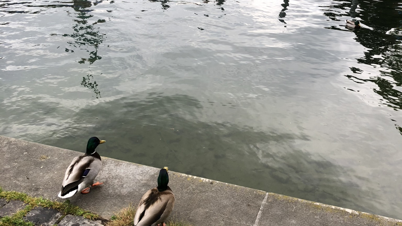 Обои вода, Гусь, Дикая утка, Seaducks, птица в разрешении 1366x768