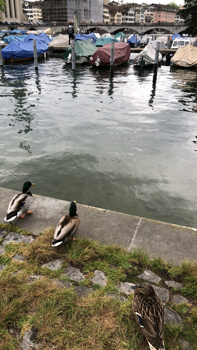 Обои вода, Гусь, Дикая утка, Seaducks, птица в разрешении 750x1334