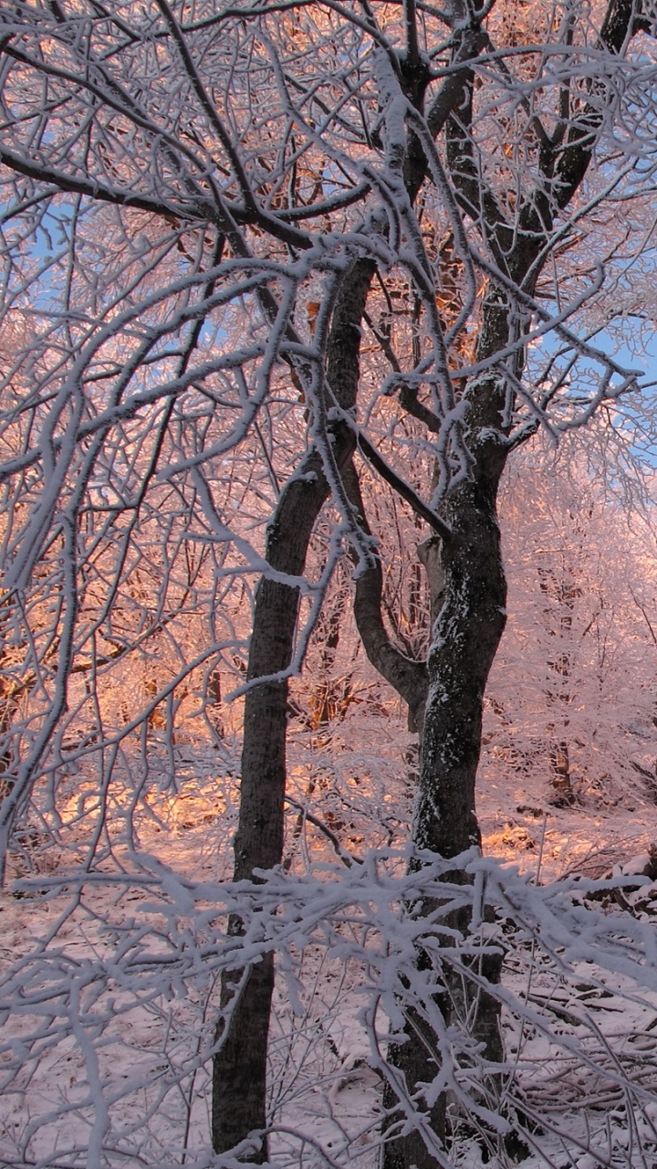 Обои дерево, зима, снег, ветвь, замораживание в разрешении 720x1280