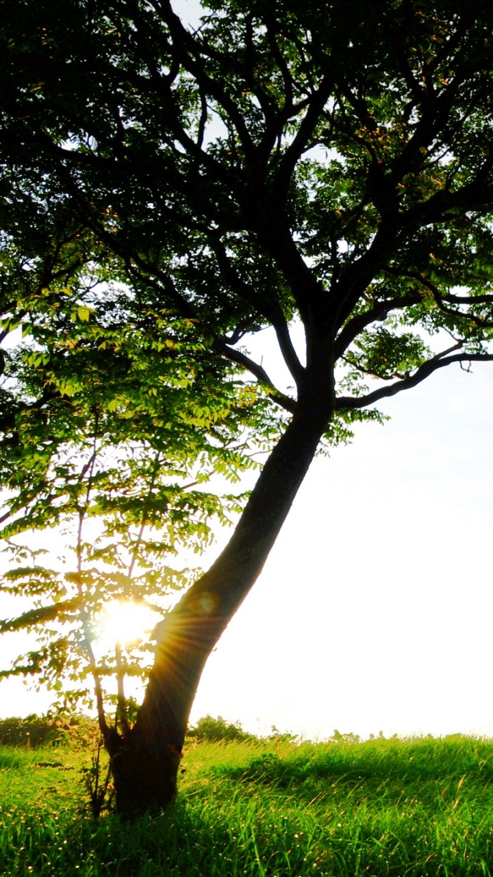 Обои дерево, зеленый, природа, растительность, древесные растения в разрешении 720x1280