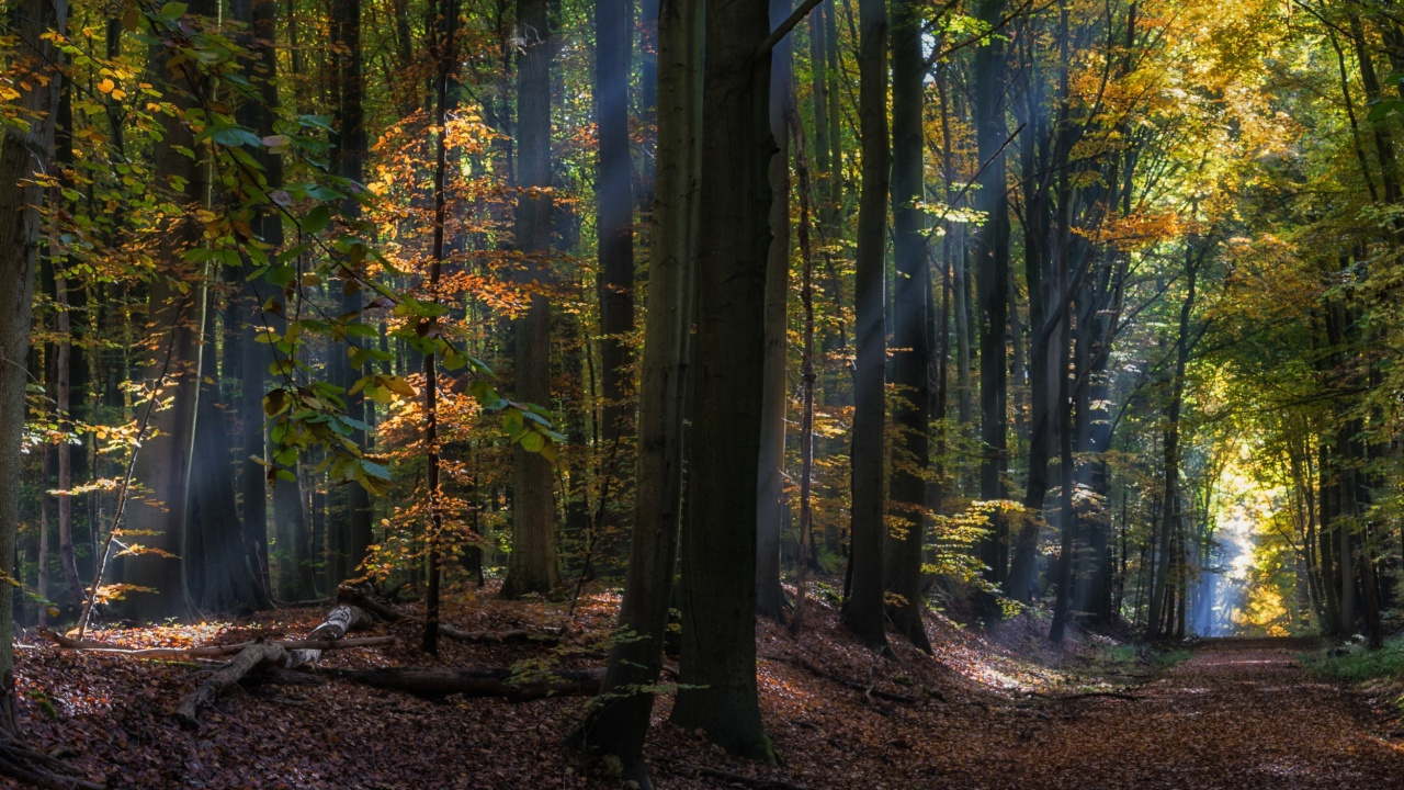Обои дерево, лес, природа, лесистая местность, тропический лес в разрешении 1280x720