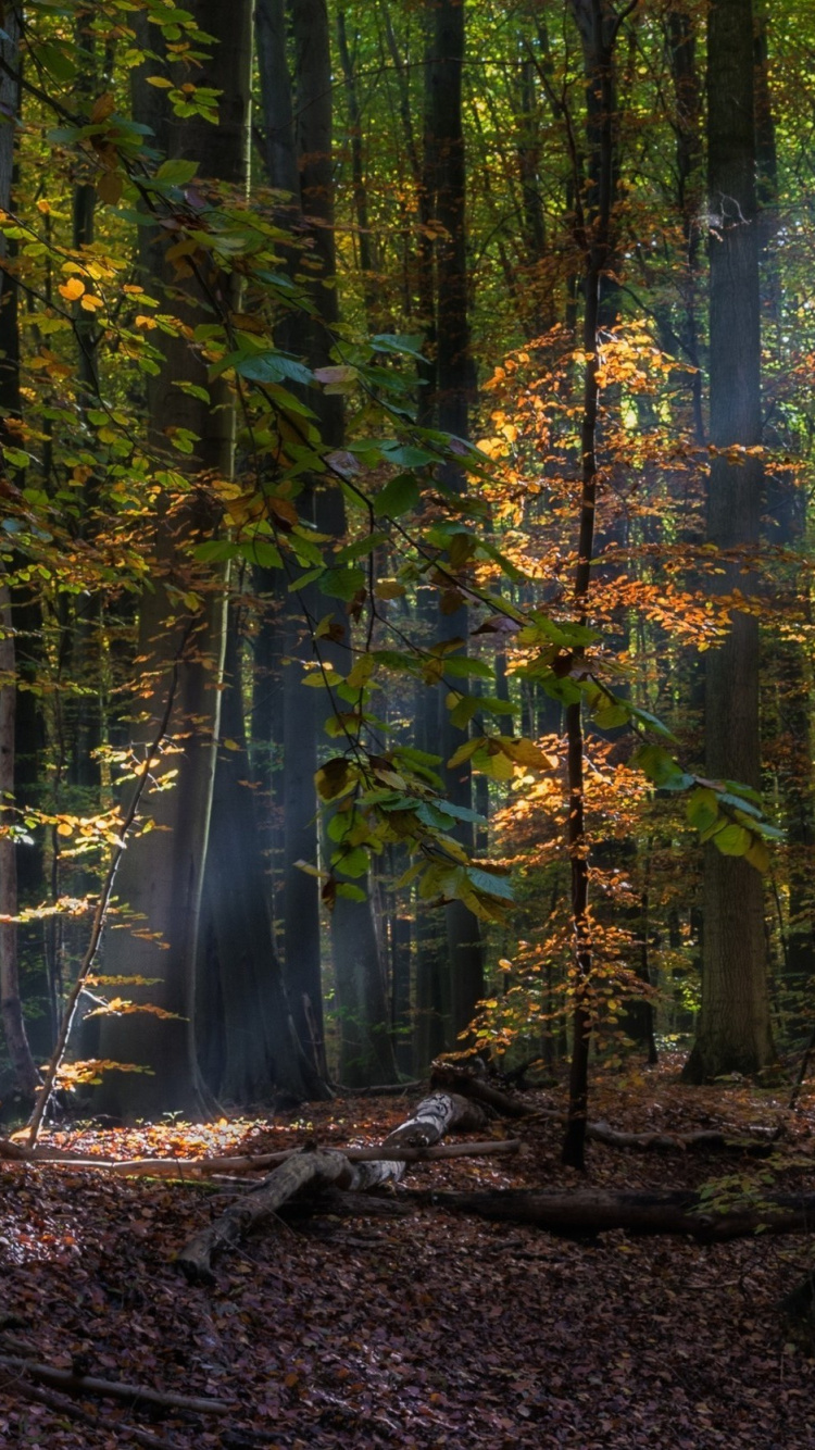 Обои дерево, лес, природа, лесистая местность, тропический лес в разрешении 750x1334