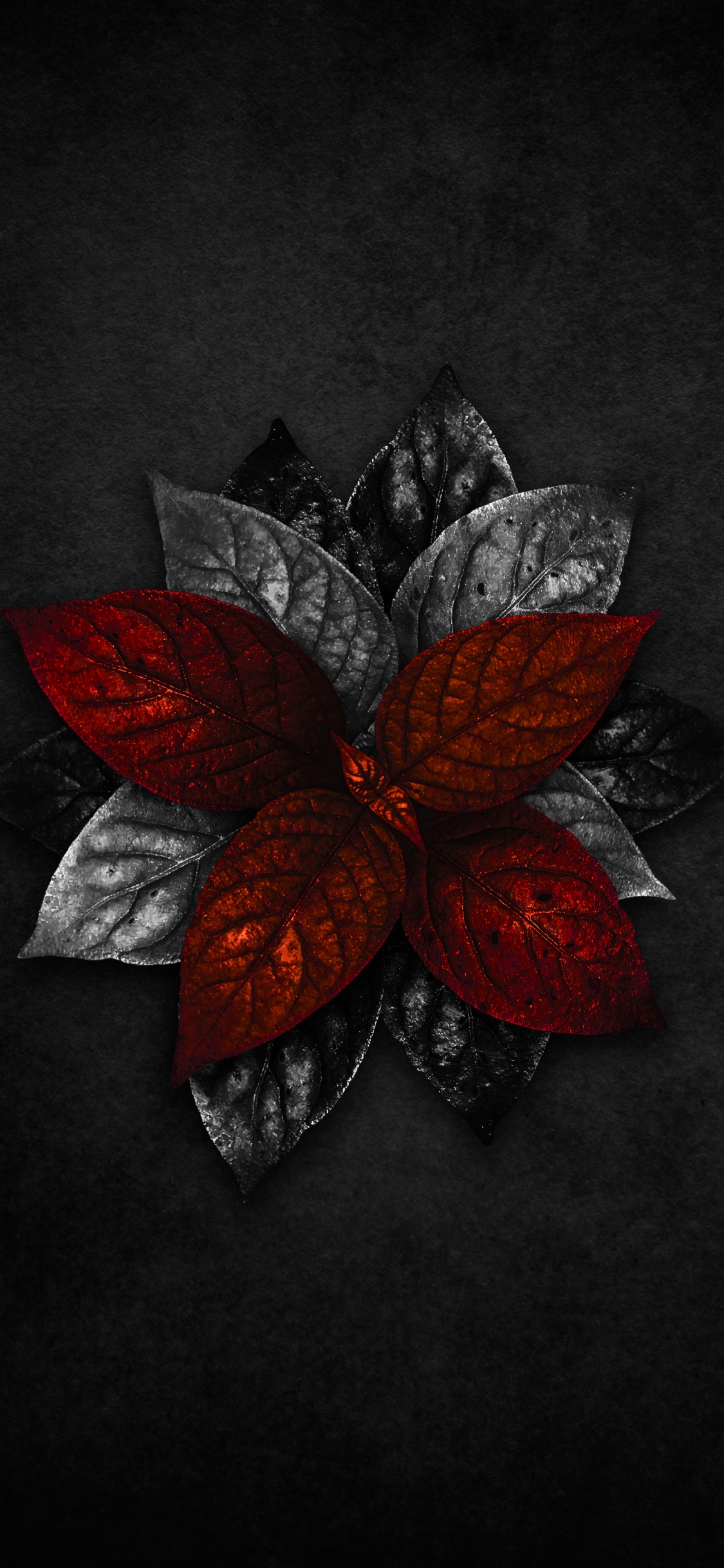 Обои цветок, лепесток, искусство, арт, узор в разрешении 1125x2436