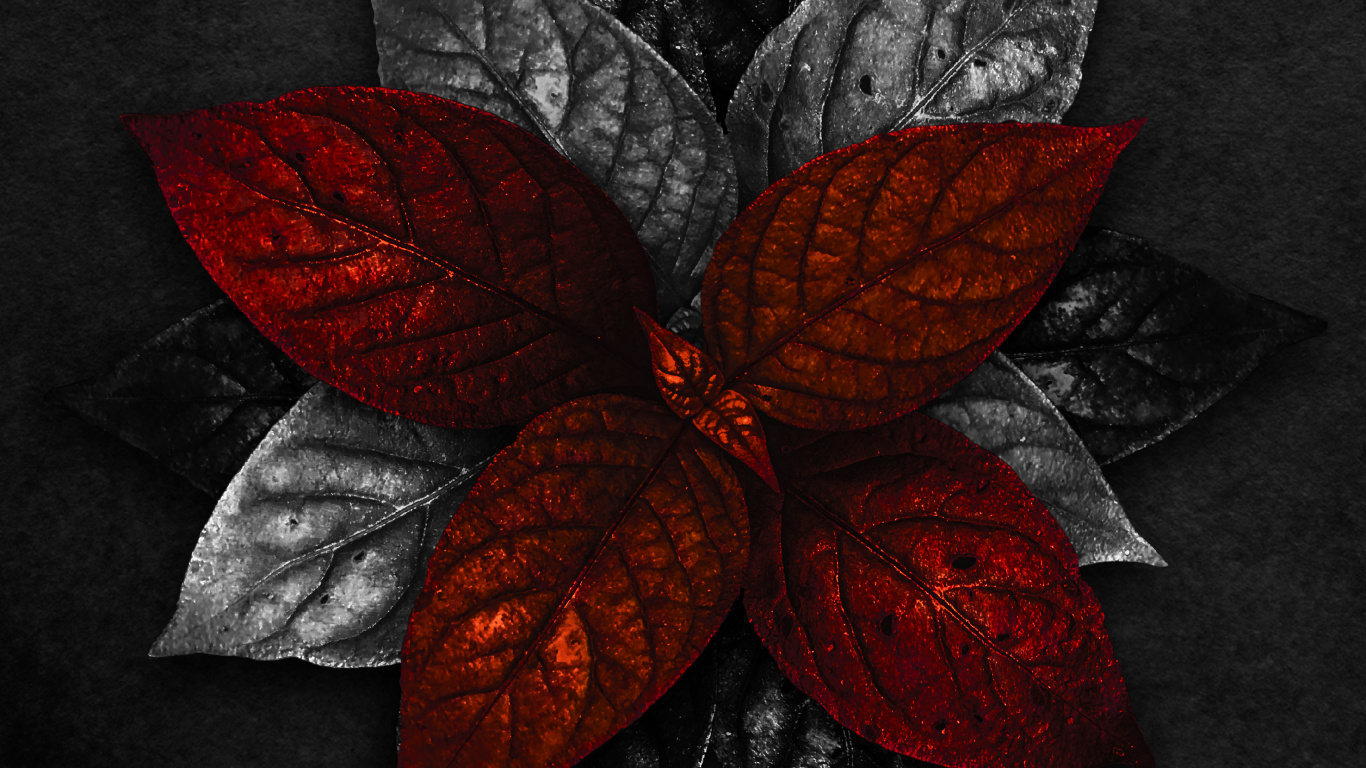 Обои цветок, лепесток, искусство, арт, узор в разрешении 1366x768