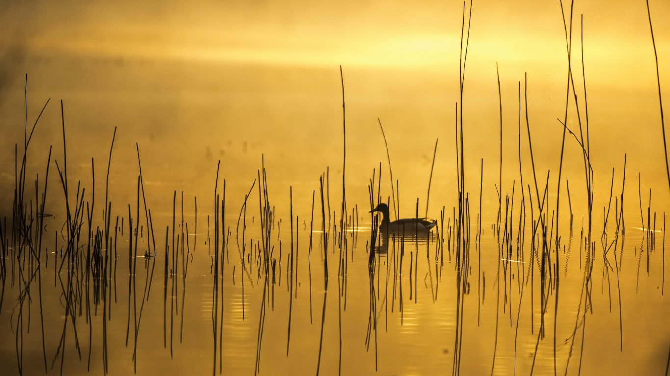 Обои утка, природа, вода, отражение, природный ландшафт в разрешении 1366x768