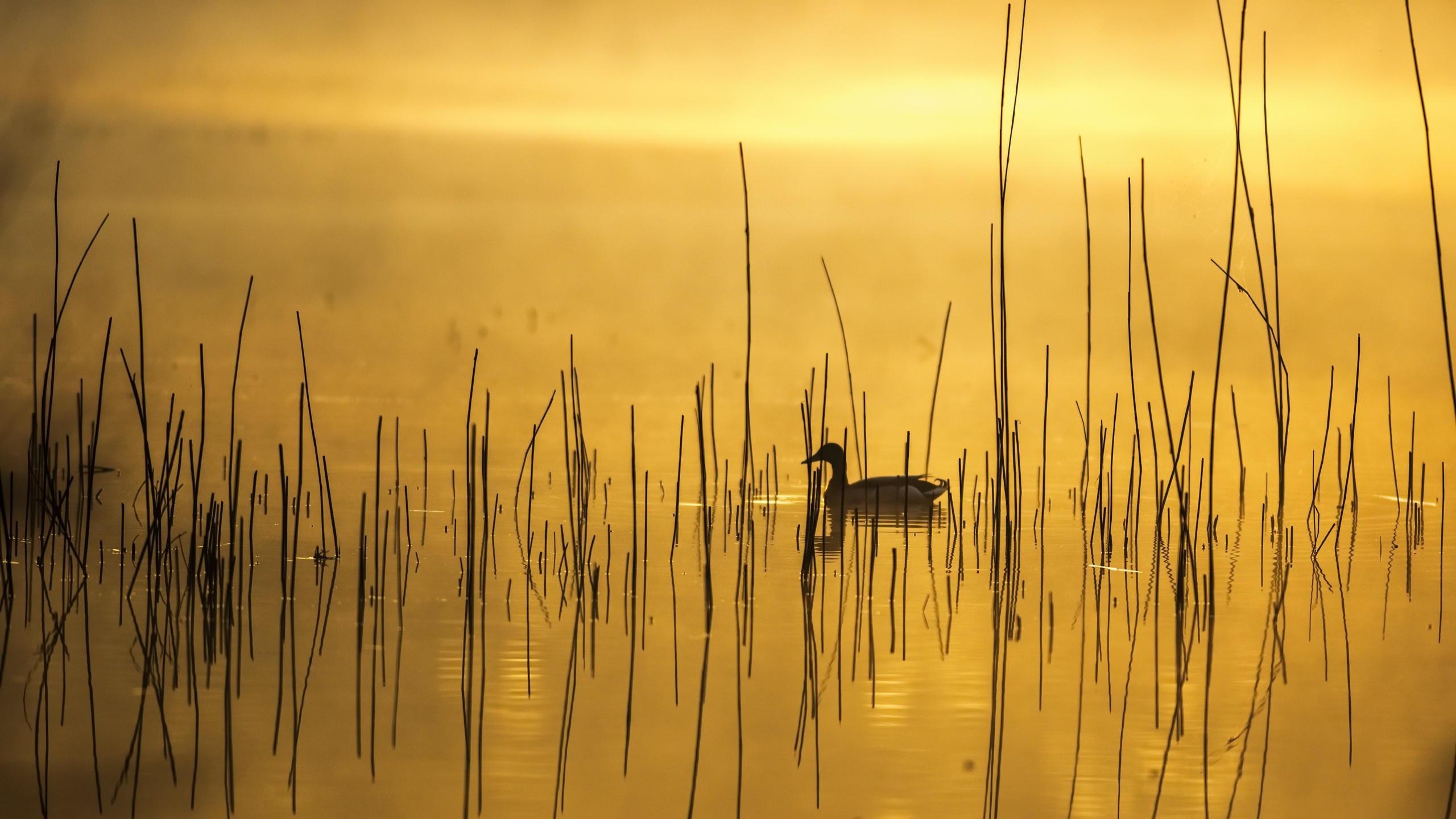 Обои утка, природа, вода, отражение, природный ландшафт в разрешении 2560x1440