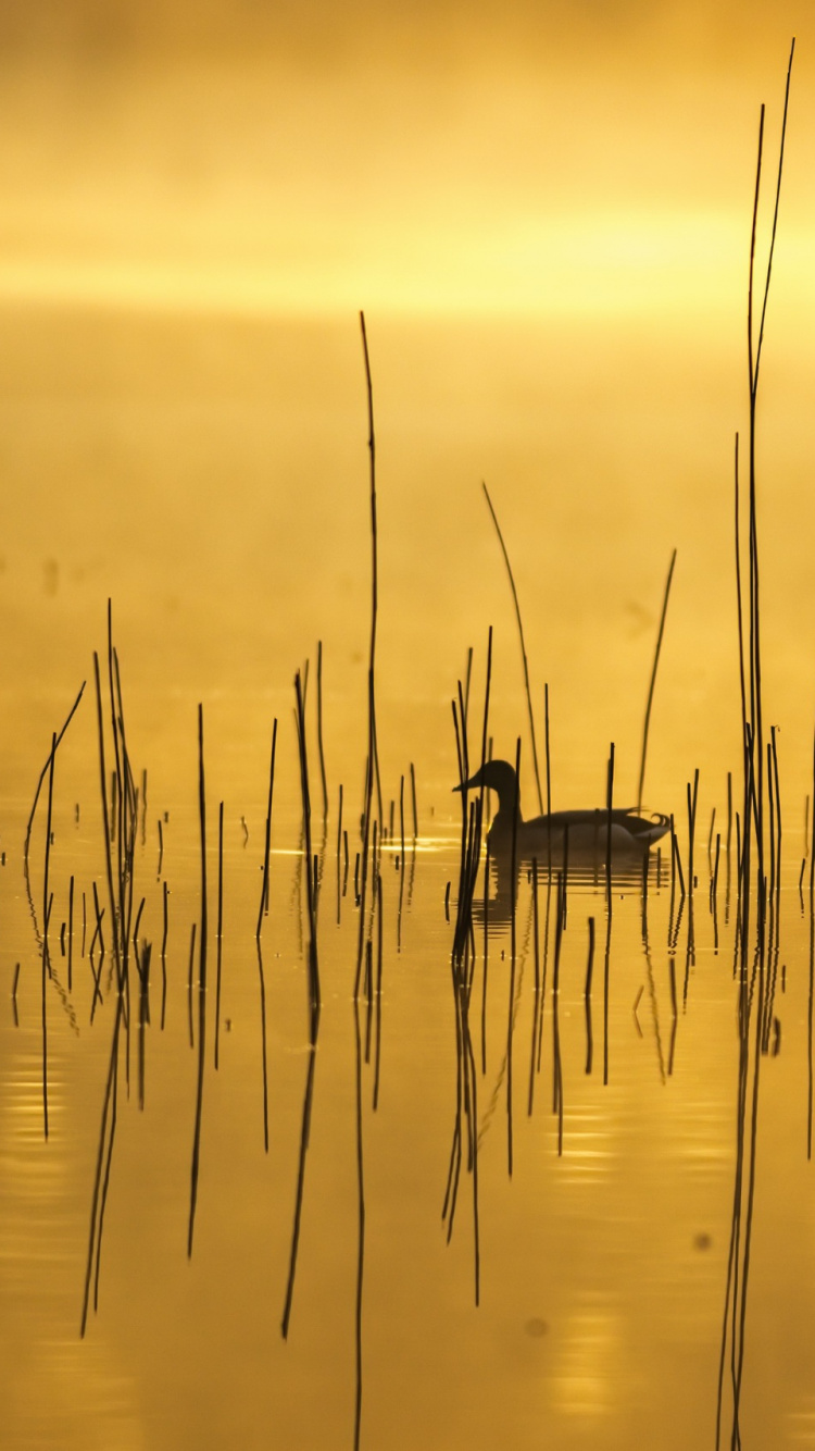 Обои утка, природа, вода, отражение, природный ландшафт в разрешении 750x1334