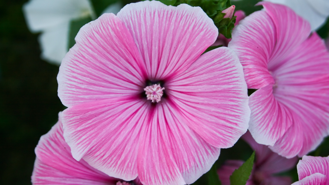 Обои цветковое растение, лепесток, розовый, растение, пурпурный цвет в разрешении 1280x720