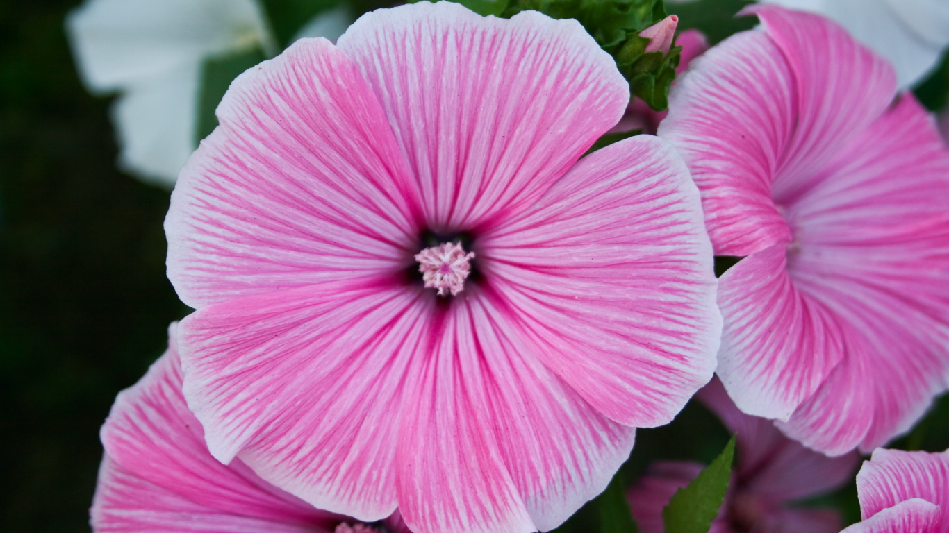 Обои цветковое растение, лепесток, розовый, растение, пурпурный цвет в разрешении 1366x768