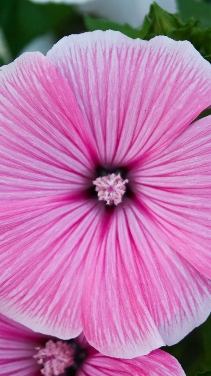 Обои цветковое растение, лепесток, розовый, растение, пурпурный цвет в разрешении 720x1280