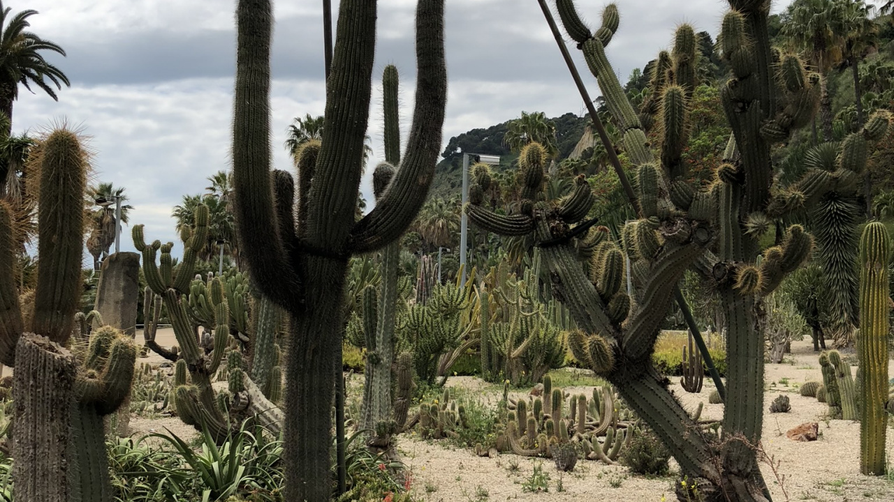 Обои цветок, растительность, кустарник, растение, растительное сообщество в разрешении 1280x720