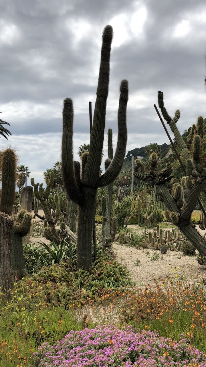 Обои цветок, растительность, кустарник, растение, растительное сообщество в разрешении 720x1280