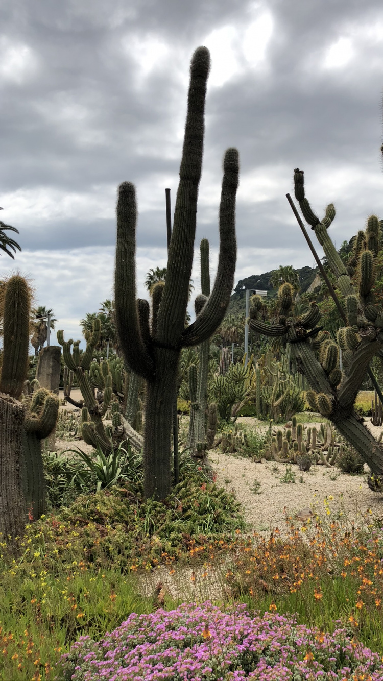 Обои цветок, растительность, кустарник, растение, растительное сообщество в разрешении 750x1334