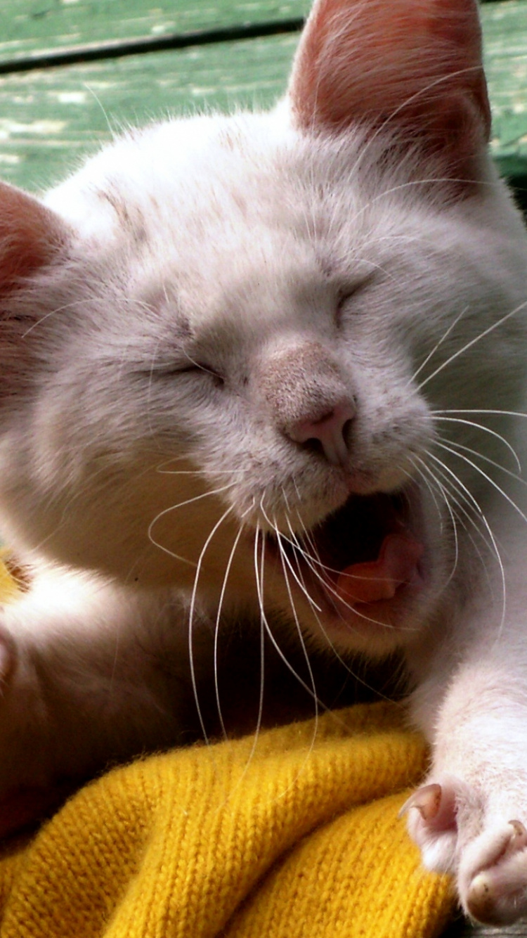 Обои скука, кот, морда, мелкие и средние кошки, любовь в разрешении 750x1334