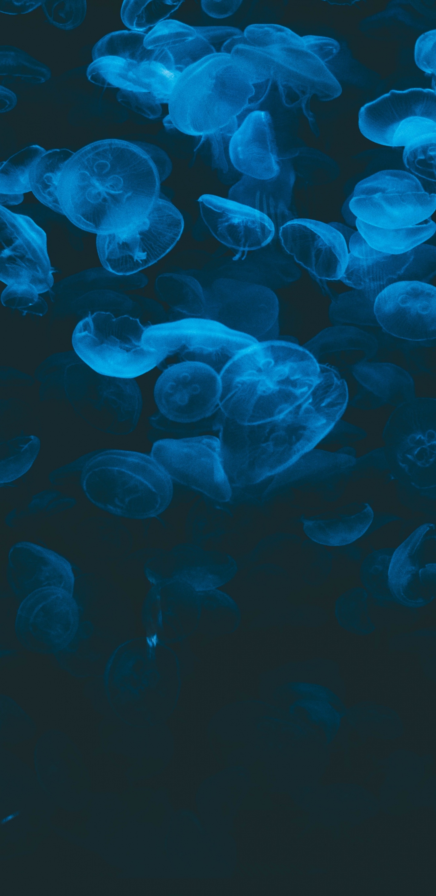 Обои Медуза, синий, биолюминесценция, вода, Аква в разрешении 1440x2960