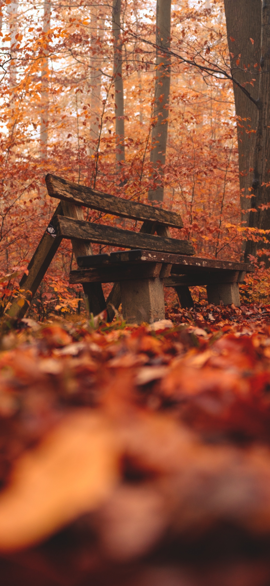 Обои окружающая среда, природный ландшафт, древесина, лесистая местность, дерево в разрешении 1125x2436