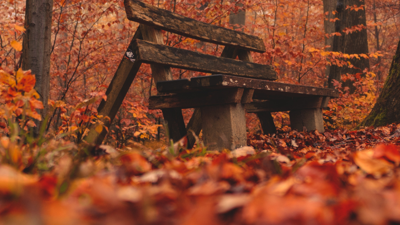 Обои окружающая среда, природный ландшафт, древесина, лесистая местность, дерево в разрешении 1280x720