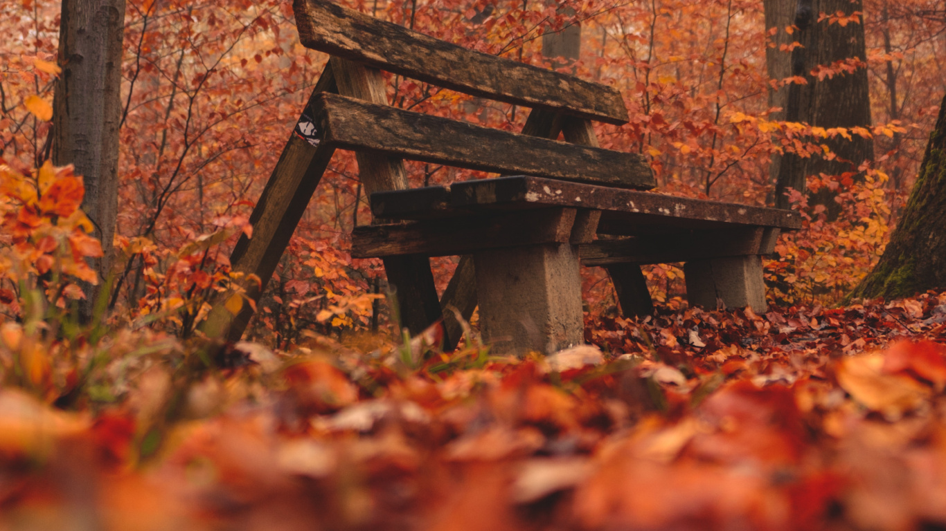 Обои окружающая среда, природный ландшафт, древесина, лесистая местность, дерево в разрешении 1366x768