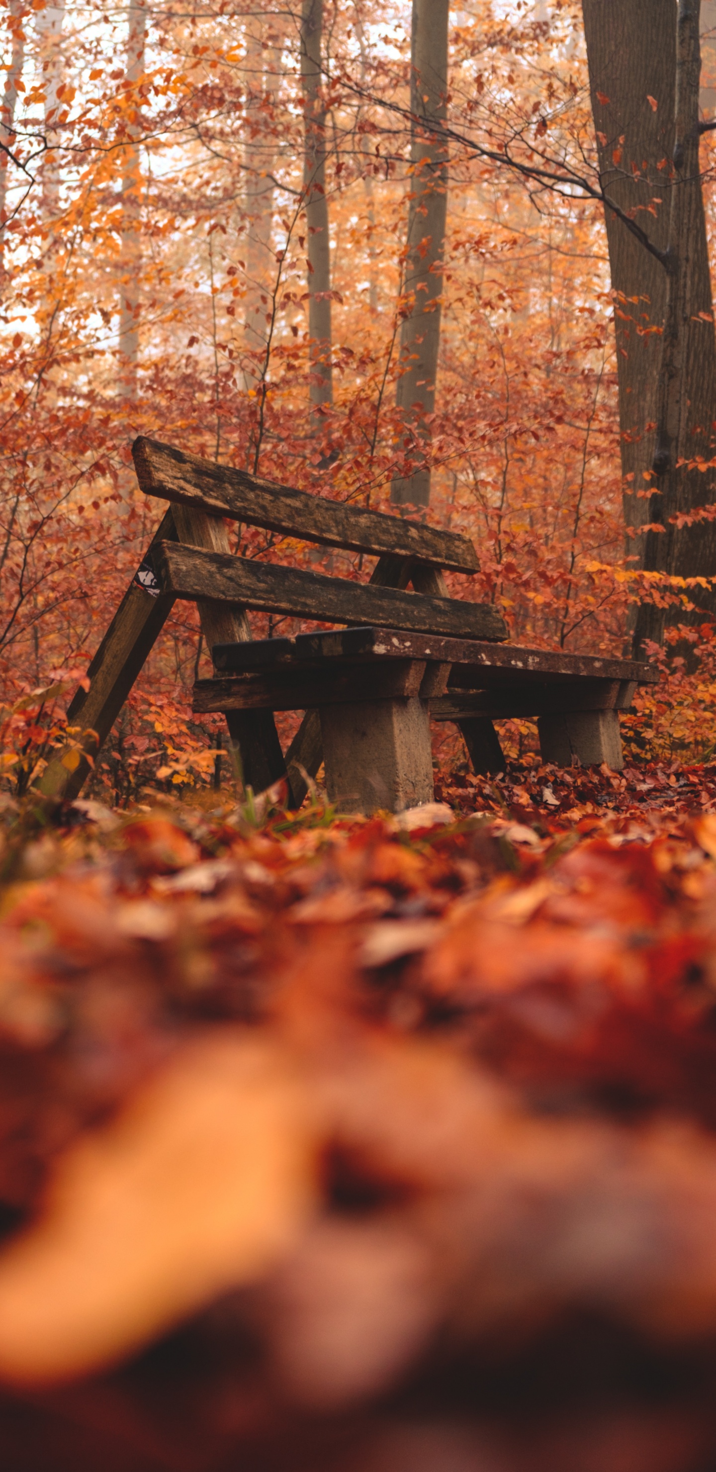 Обои окружающая среда, природный ландшафт, древесина, лесистая местность, дерево в разрешении 1440x2960