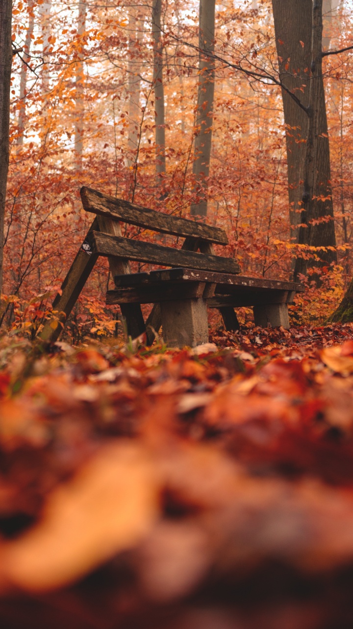 Обои окружающая среда, природный ландшафт, древесина, лесистая местность, дерево в разрешении 720x1280