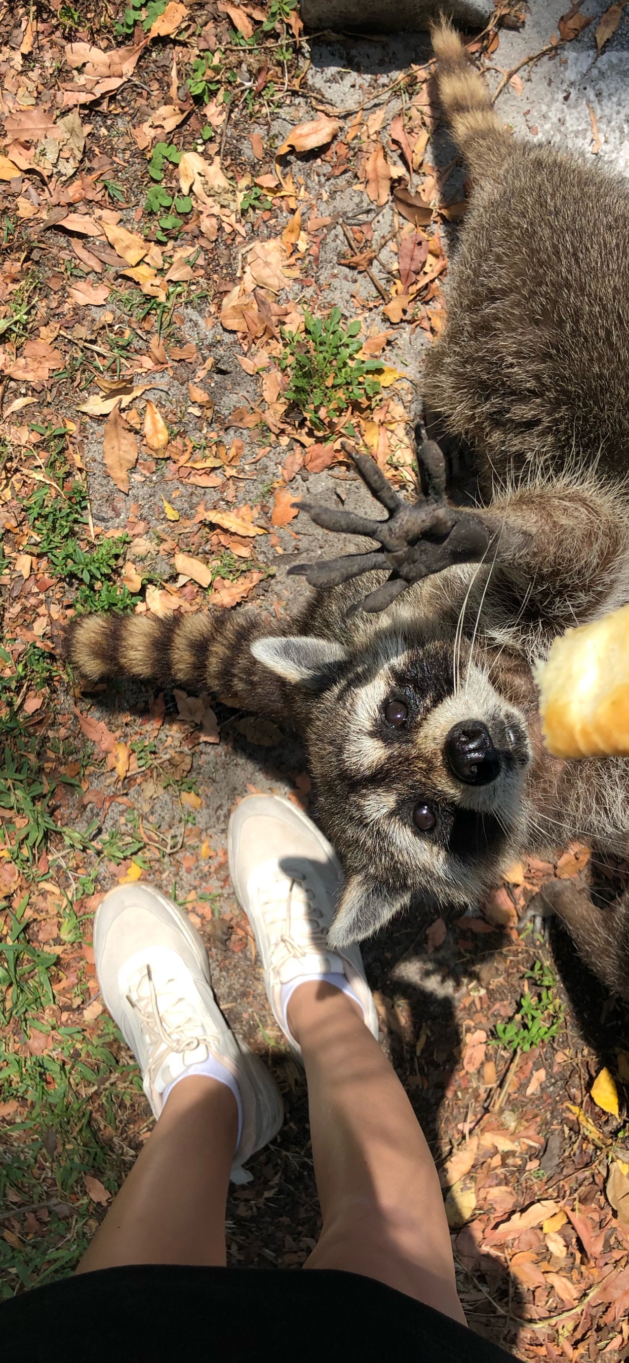 Обои procyonidae, человек, собака породы, башмак, Люди в природе в разрешении 1242x2688