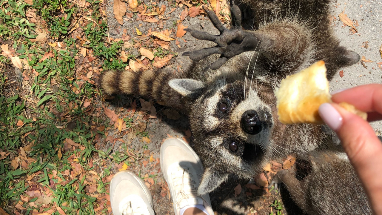 Обои procyonidae, человек, собака породы, башмак, Люди в природе в разрешении 1280x720