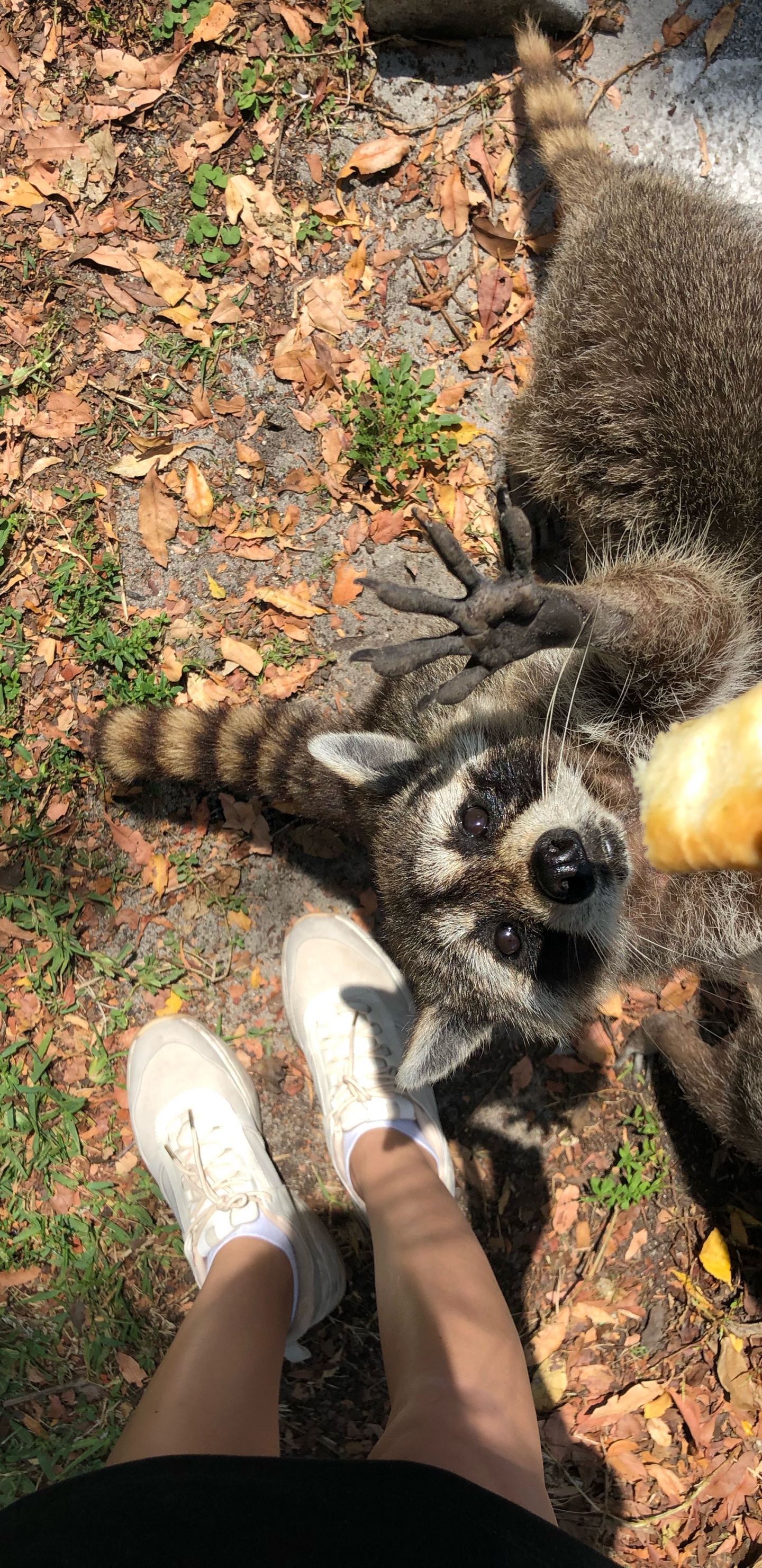 Обои procyonidae, человек, собака породы, башмак, Люди в природе в разрешении 1440x2960