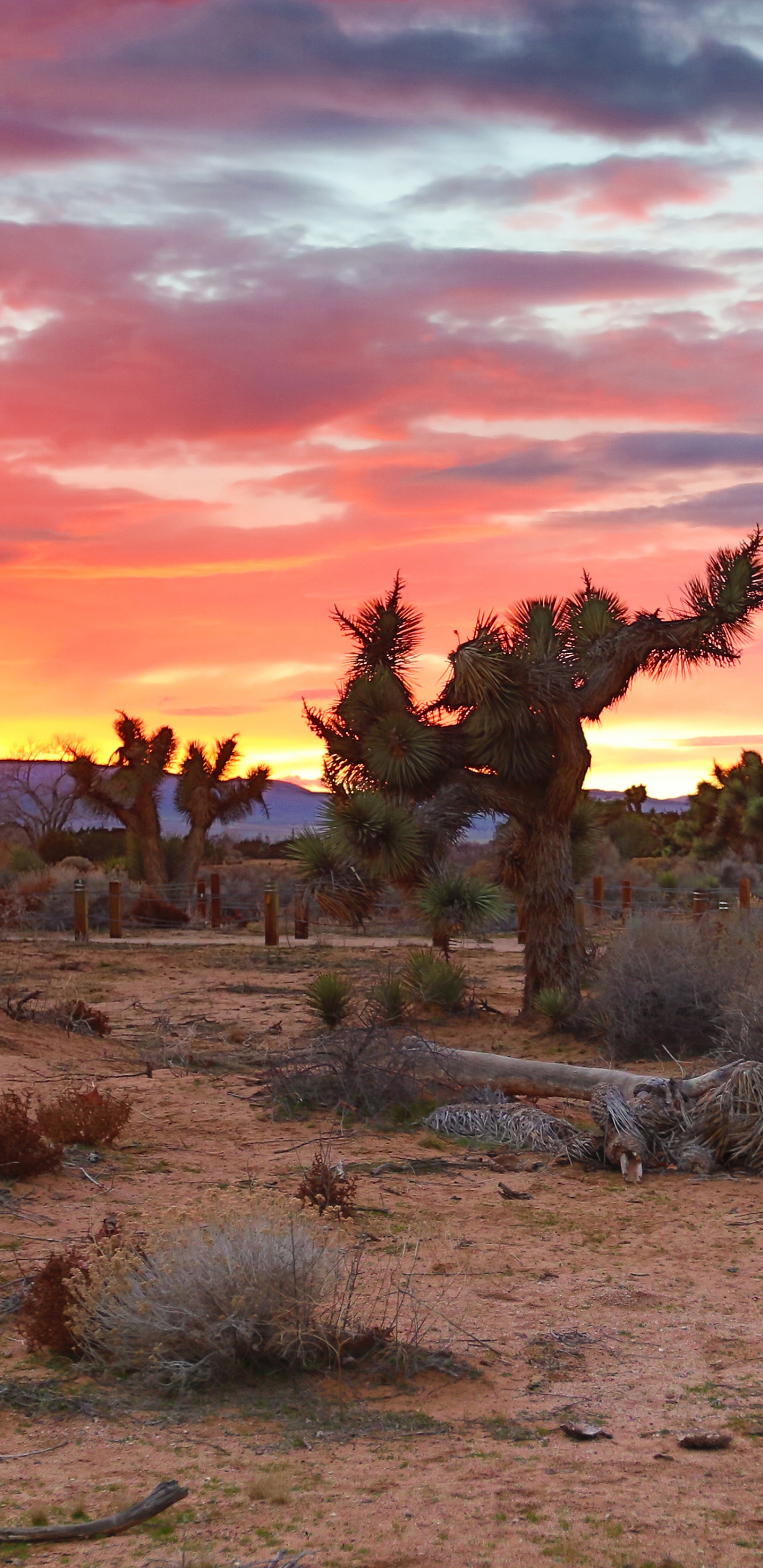 Обои Долины Антилопы, закат, пустыня, природа, природный ландшафт в разрешении 1440x2960