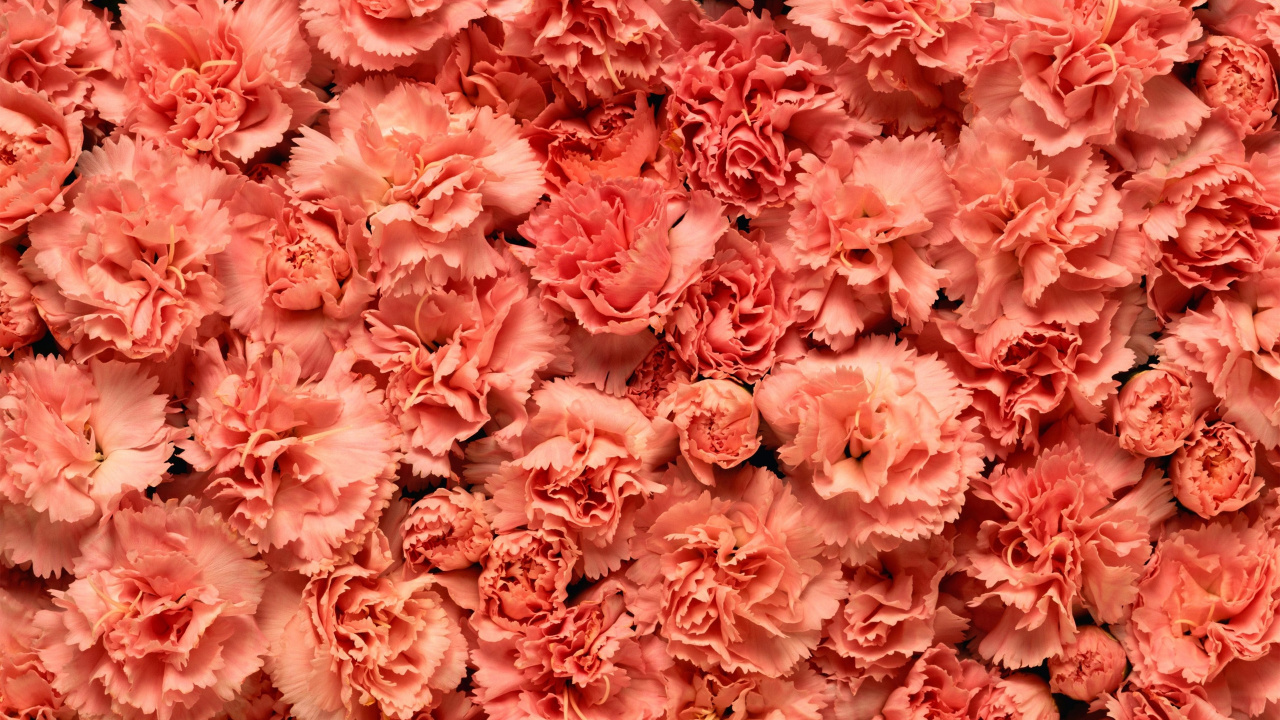 Обои гвоздика, цветок, розовый, срезанные цветы, лепесток в разрешении 1280x720